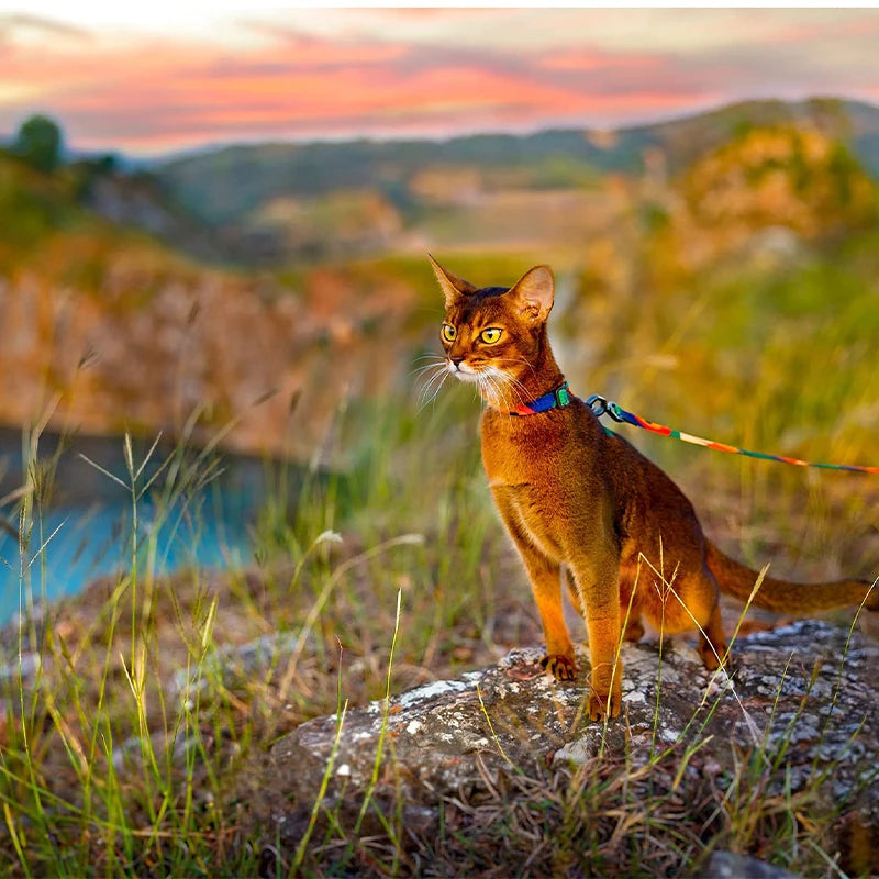 Lightweight soft pet harness with leash set