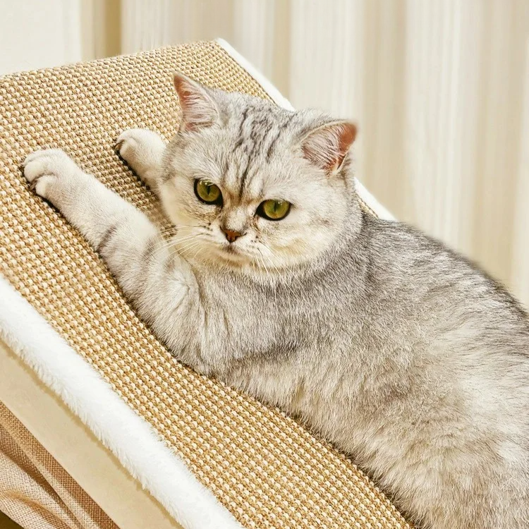 Cat using scratcher roof on cozy cat house