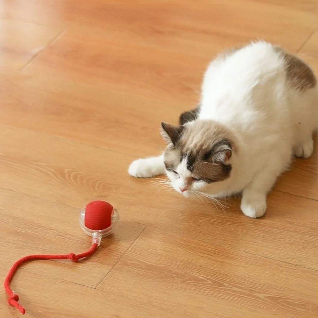 best cat interactive ball toy for playful cats