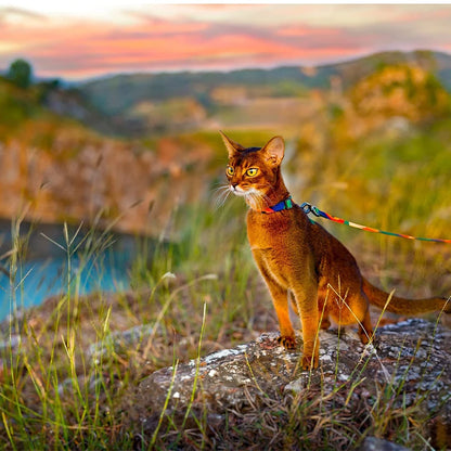 Lightweight soft pet harness with leash set